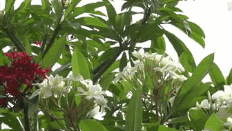 云南西雙版納：雞蛋花盛開(kāi)！帶你看看一樹(shù)多花的奇觀